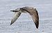 Goéland argenté  - Jiri Vratny