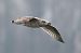 Goéland argenté  - Jiri Vratny