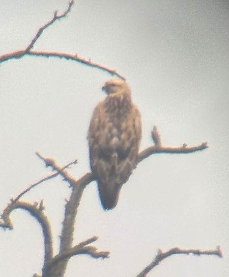 Buse féroce  - Leonhard Oberreiter