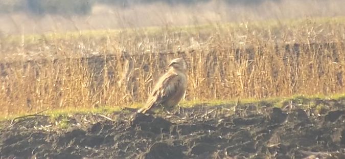 Buse féroce  - Béla Andraskay