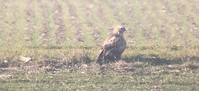 Buse féroce  - Béla Andraskay