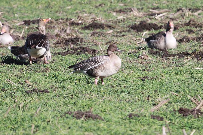 Oie à bec court  - Helmut Kräuter