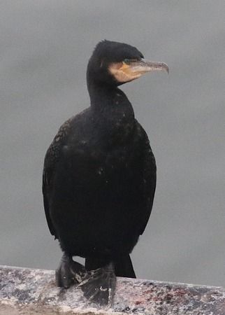 Grand Cormoran (ssp. carbo)  - Clemens Schlosser