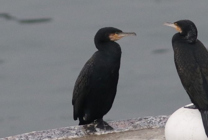 Grand Cormoran (ssp. carbo)  - Clemens Schlosser