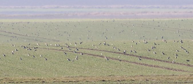 Pluvier doré  - Clemens Schlosser