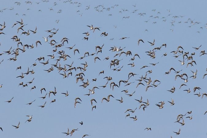 Pluvier doré  - Clemens Schlosser