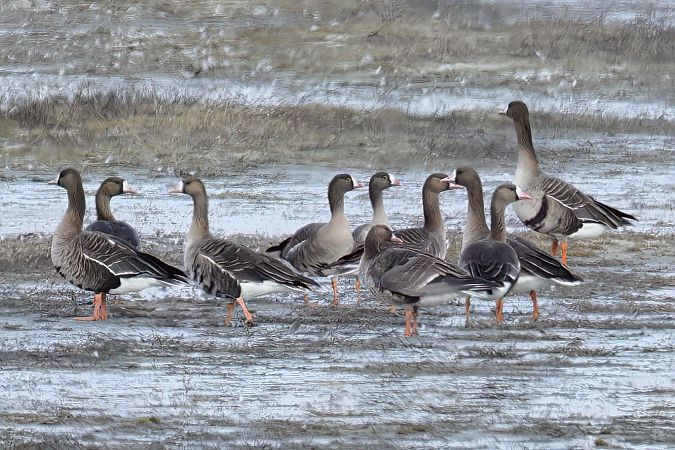 Oie naine  - Gerhard Rieder