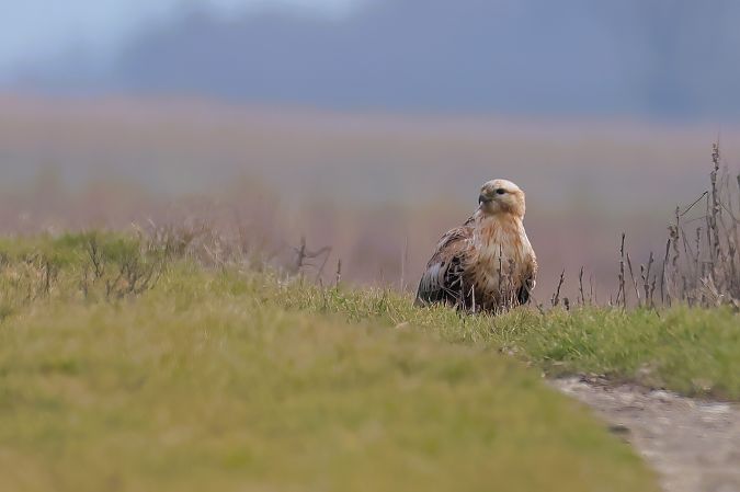 Buse féroce  - Gerhard Rieder