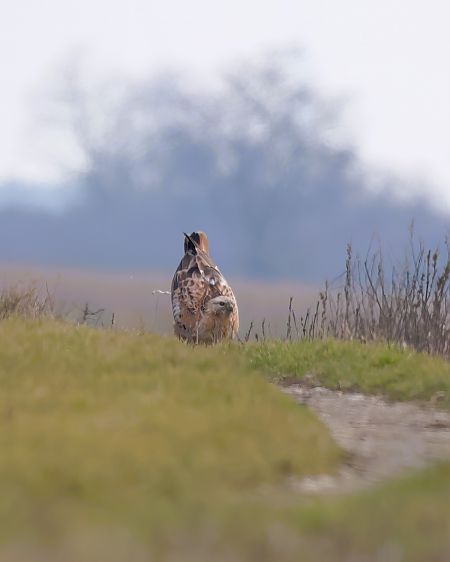 Adlerbussard  - Gerhard Rieder