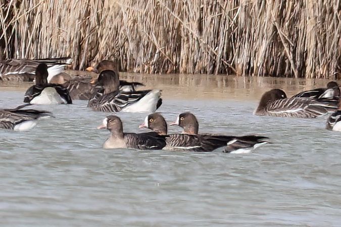 Oie naine  - Gerhard Rieder