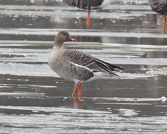 Oie de la toundra  - Gerhard Rieder