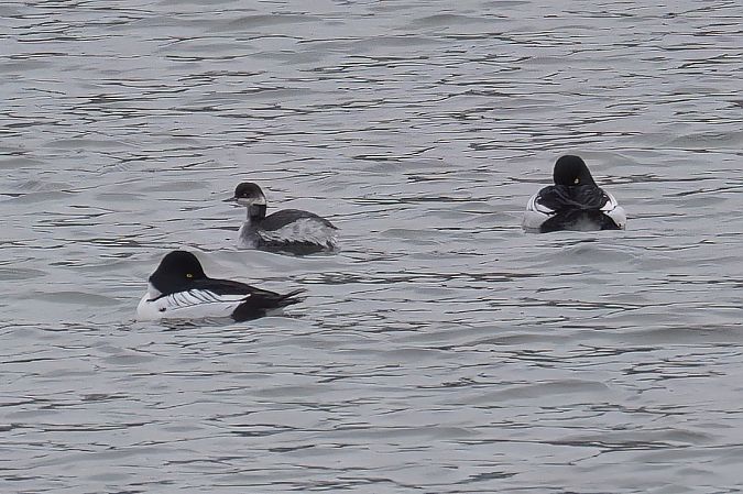 Grèbe à cou noir  - Gerhard Rieder