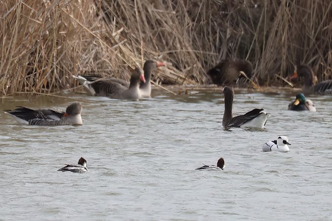 Harle piette  - Gerhard Rieder