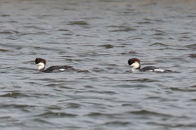 Harle piette  - Gerhard Rieder