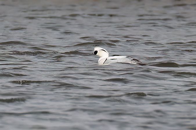 Harle piette  - Gerhard Rieder