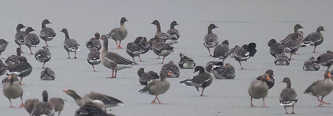 Oie de la toundra  - Gerhard Rieder