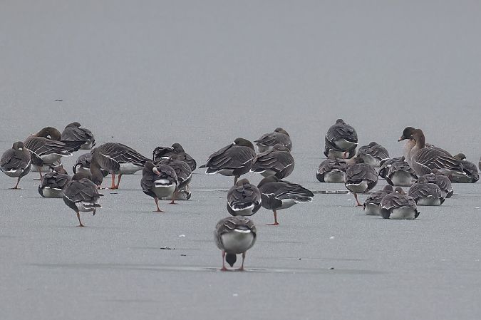 Tundrasaatgans  - Gerhard Rieder