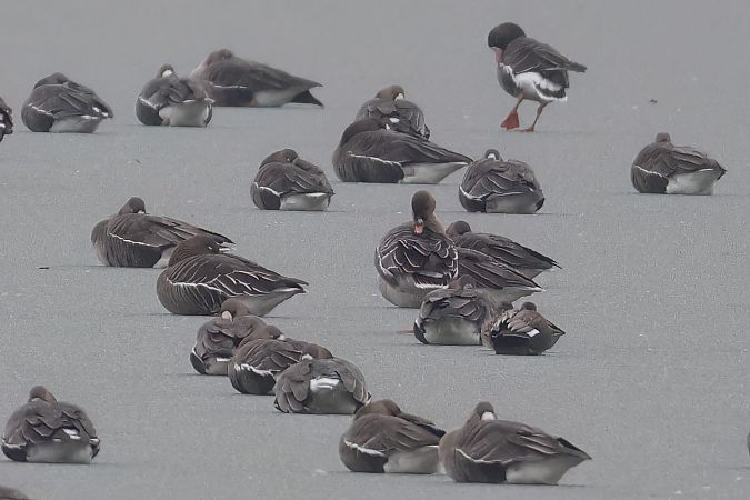 Oie de la toundra  - Gerhard Rieder