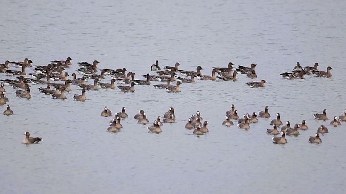 Oie de la toundra  - Gerhard Rieder