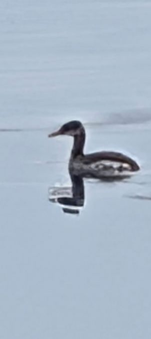 Grèbe jougris  - Daniela Rainer