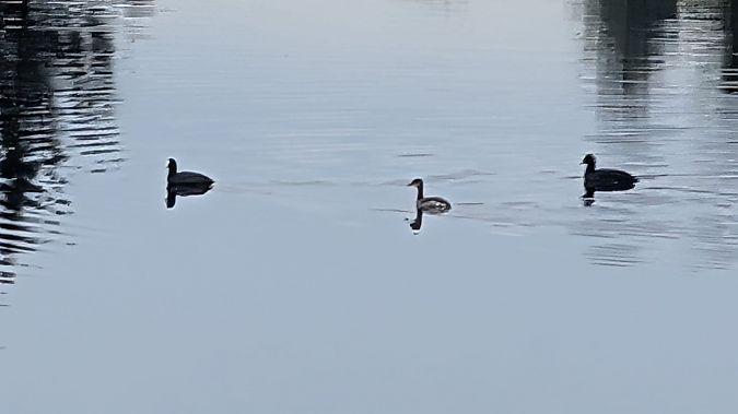 Red-necked Grebe  - Daniela Rainer