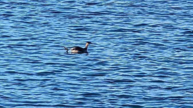Grèbe jougris  - Daniela Rainer