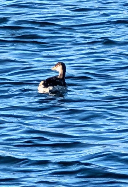 Grèbe jougris  - Daniela Rainer