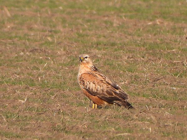 Buse féroce  - Margarita Grohmann