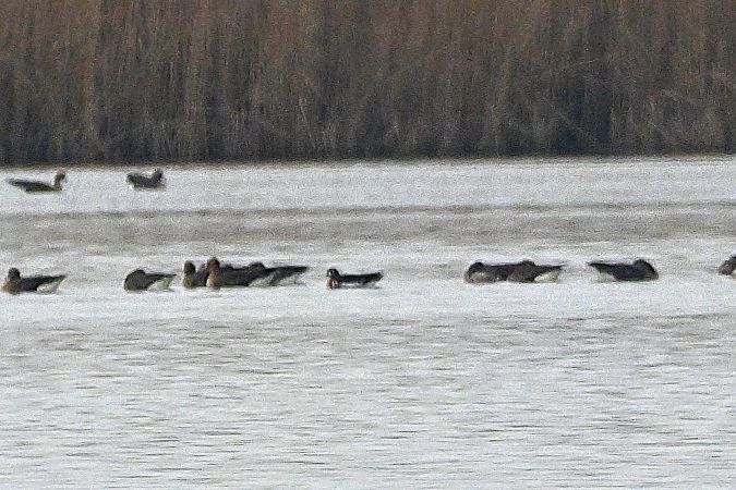 Bernache à cou roux  - Margarita Grohmann