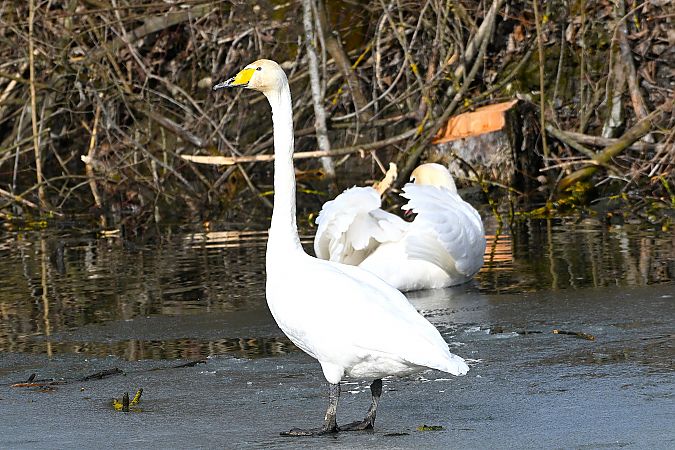 Cygne chanteur  - Margarita Grohmann