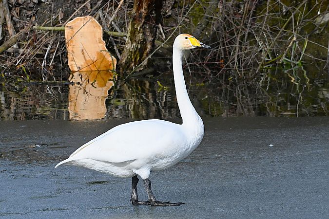 Cygne chanteur  - Margarita Grohmann