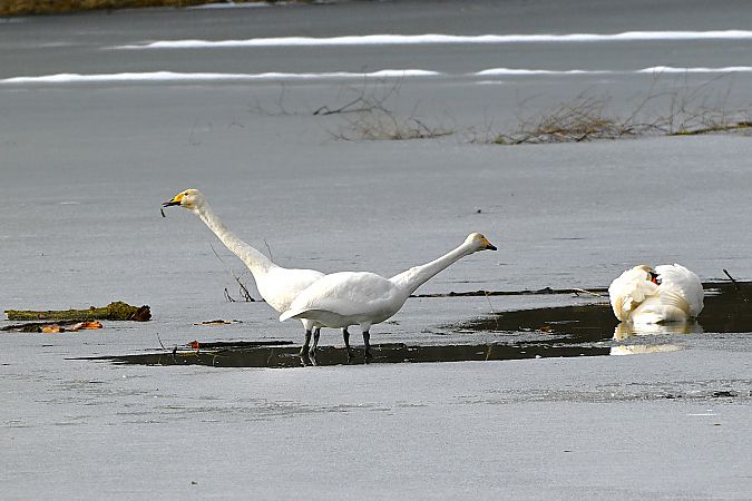 Cygne chanteur  - Margarita Grohmann