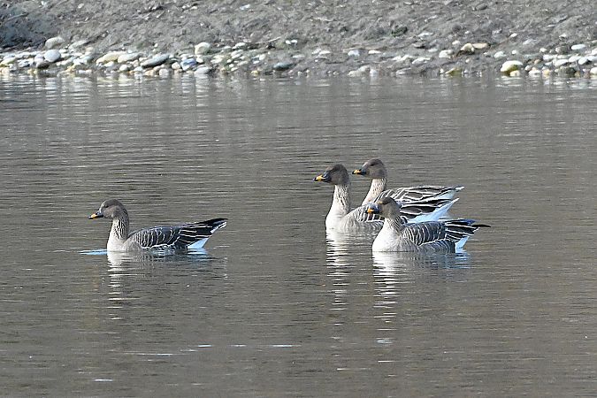 Oie de la toundra  - Margarita Grohmann