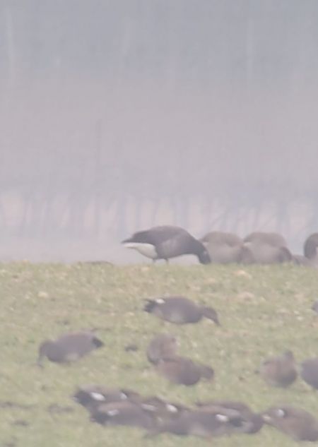 Bernache cravant  - Simon Legenstein