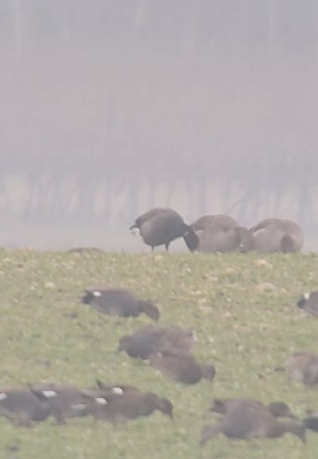 Bernache cravant  - Simon Legenstein