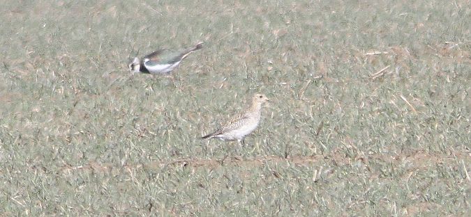 Pluvier doré  - Walter Pilshofer