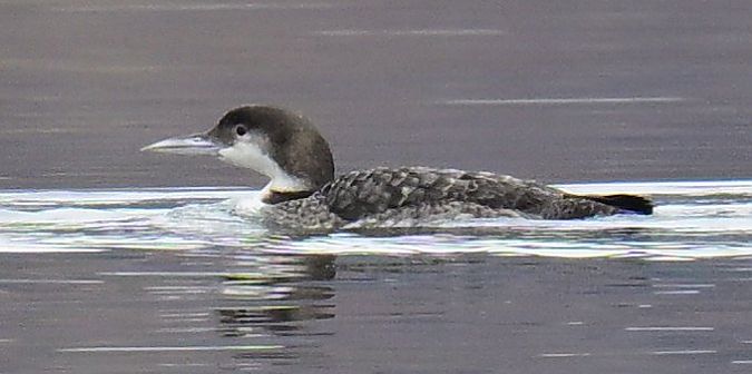 Plongeon imbrin  - Roland Sagmeister
