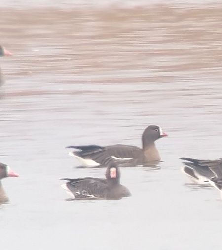 Oie naine  - Noah Pondorfer