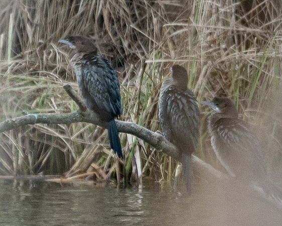 Cormoran pygmée  - Philipp Schubert