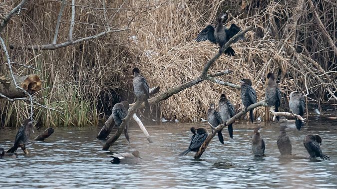 Cormoran pygmée  - Philipp Schubert