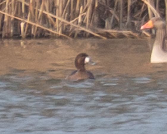 Fuligule milouinan  - Philipp Schubert