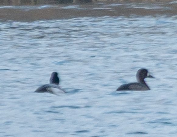 Fuligule milouinan  - Philipp Schubert