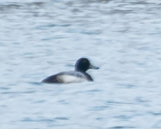 Fuligule milouinan  - Philipp Schubert