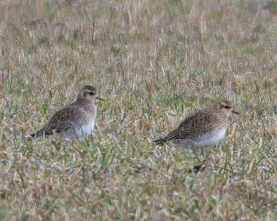 Pluvier doré  - Philipp Schubert