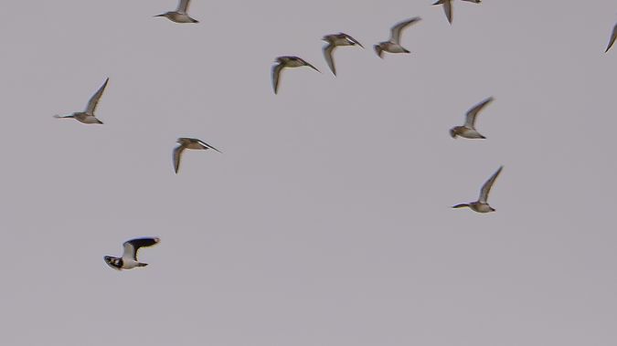 Pluvier doré  - Philipp Schubert