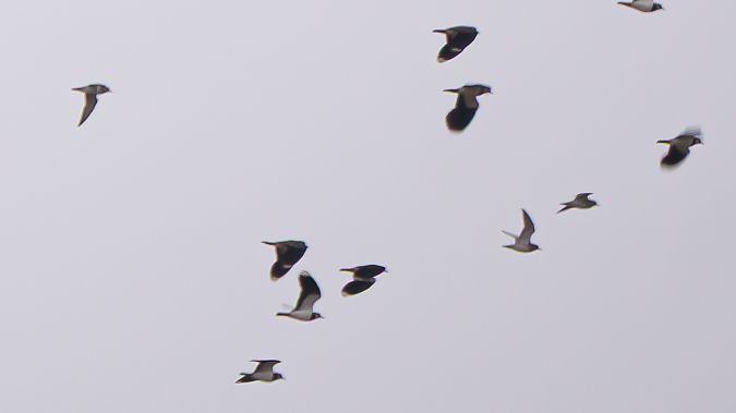 Pluvier doré  - Philipp Schubert