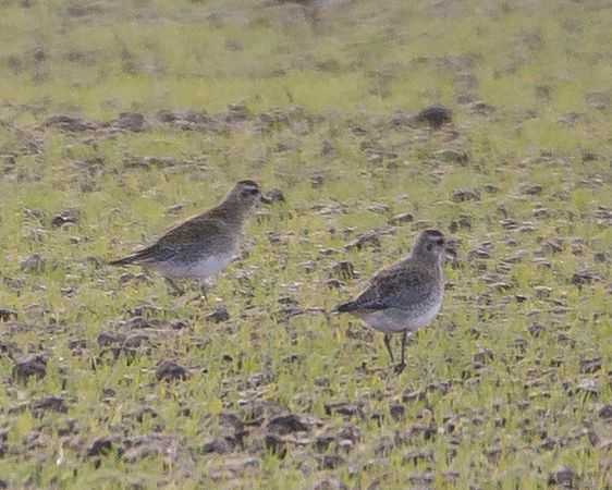 Pluvier doré  - Philipp Schubert