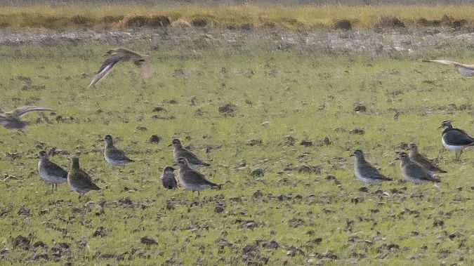 Pluvier doré  - Philipp Schubert