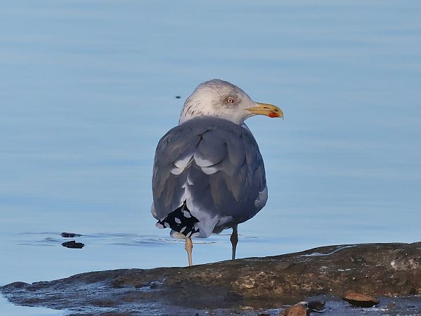 Goéland argenté  - Lydia Brühwasser
