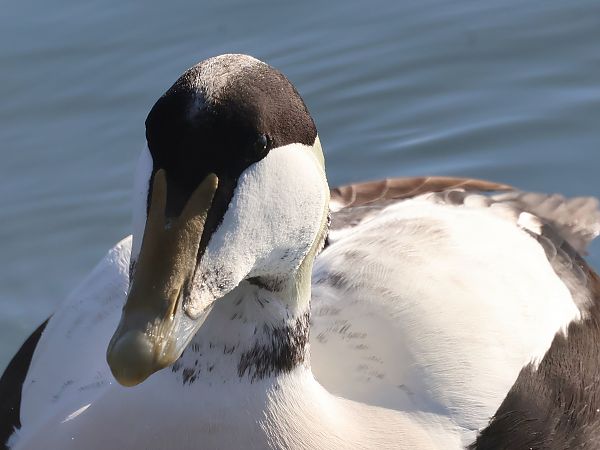 Eider à duvet  - Lydia Brühwasser